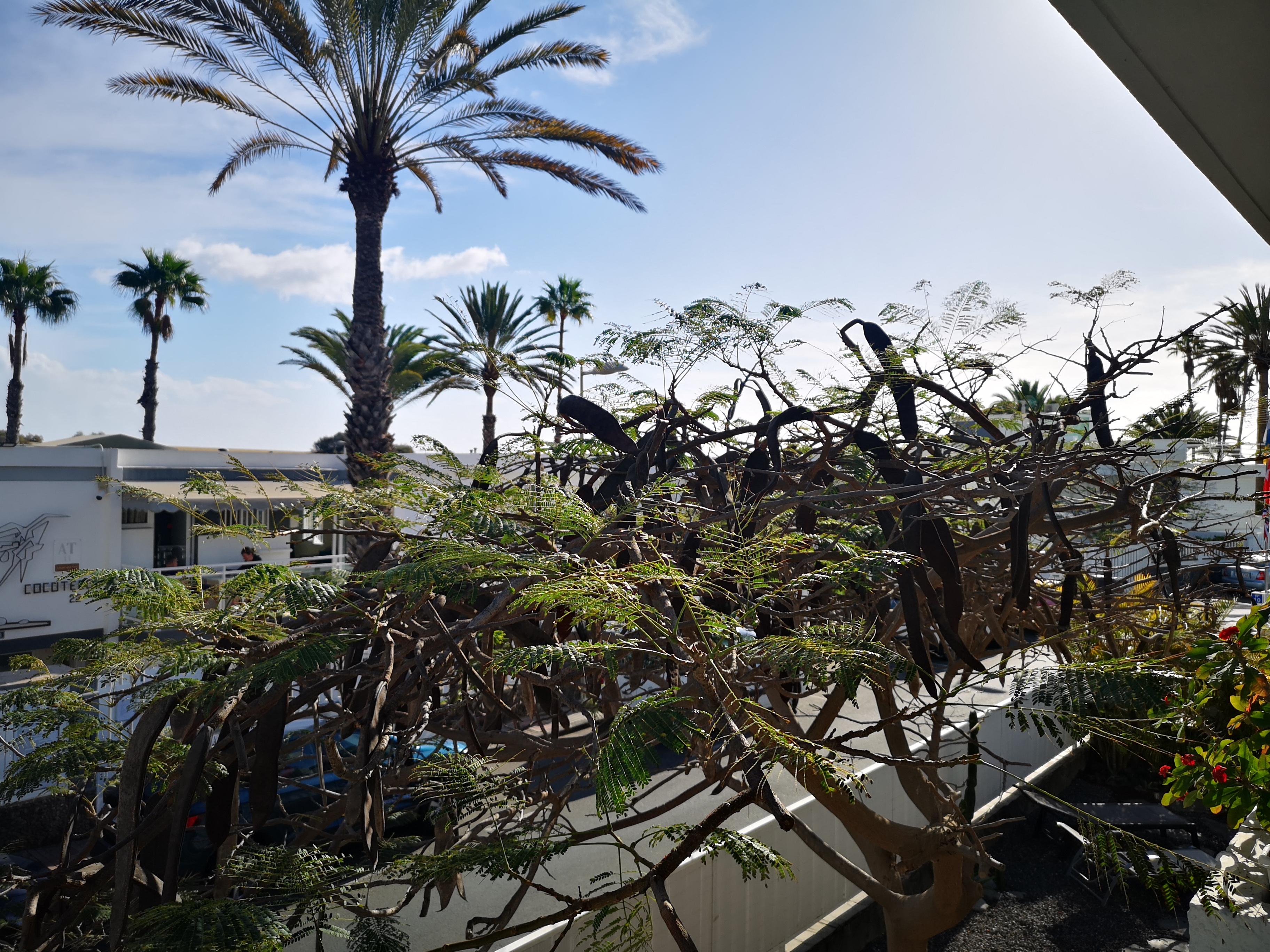 Apartamentos Tamara Maspalomas  Ngoại thất bức ảnh
